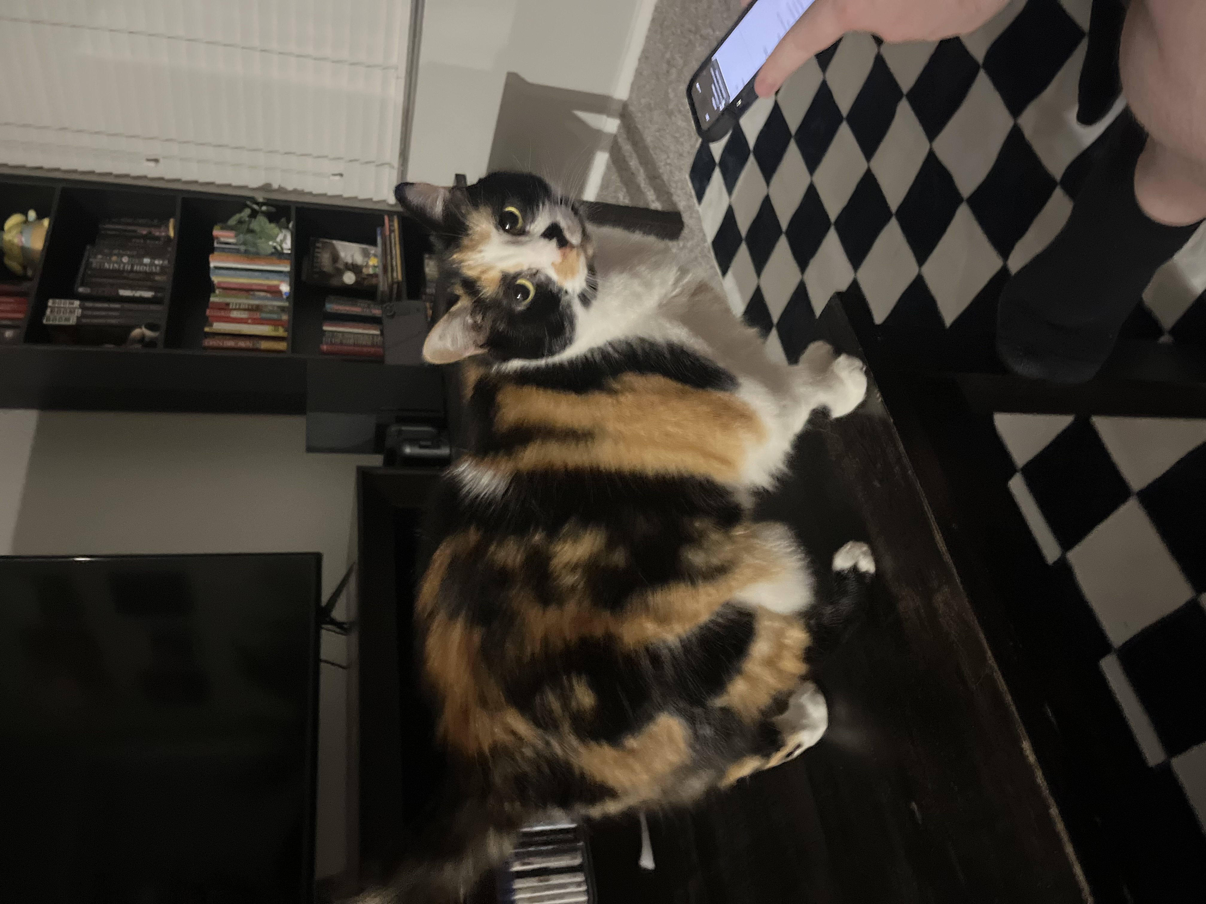 Stella — img 4781 f85144