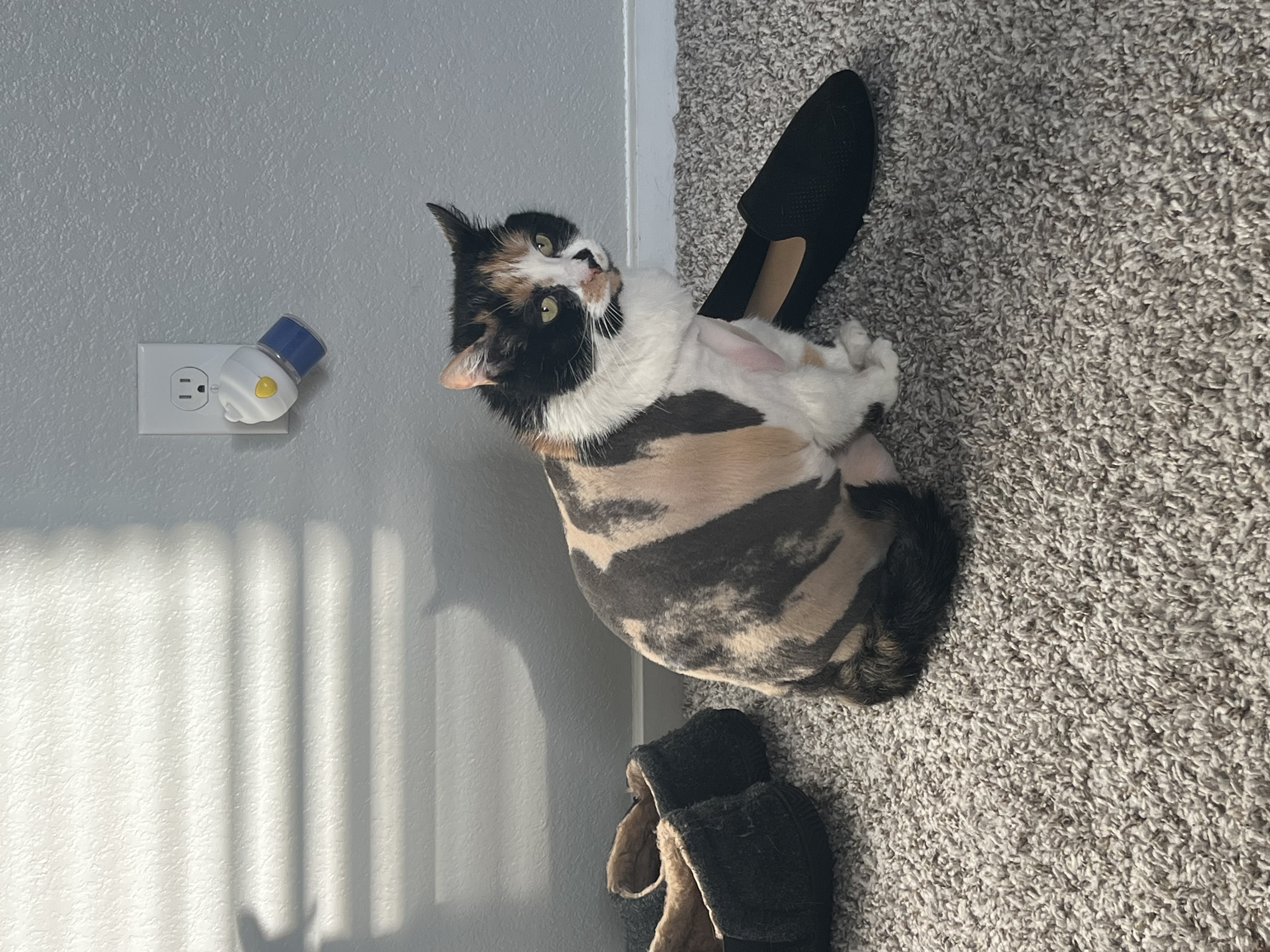 Stella — img 5268 3e56c1