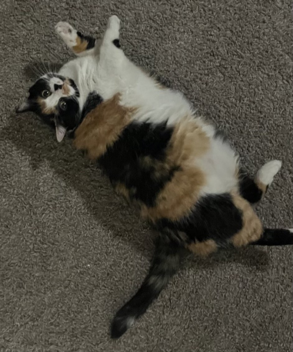 Stella — img 6383 5cb595