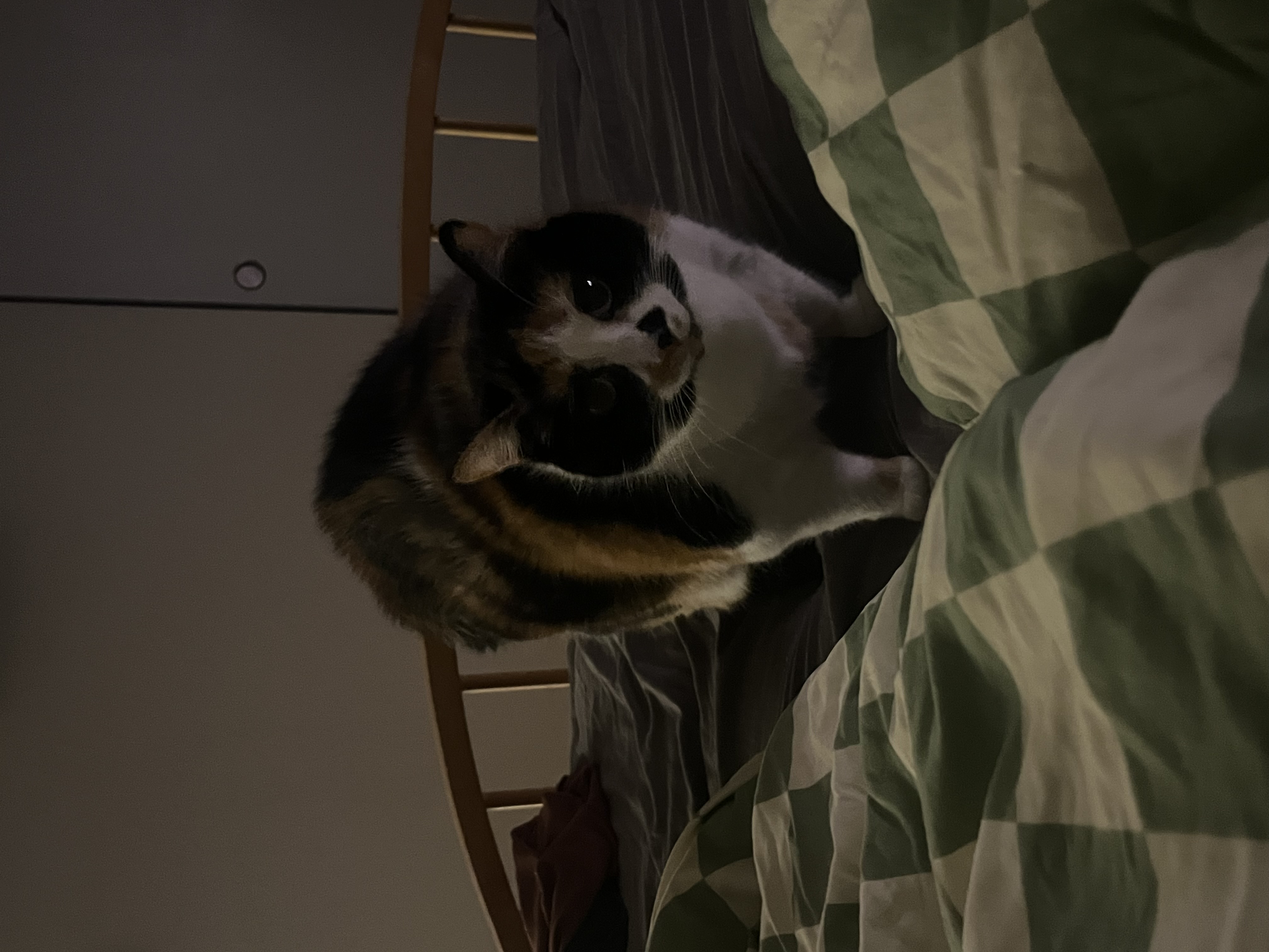 Stella — img 6867 a24ee4
