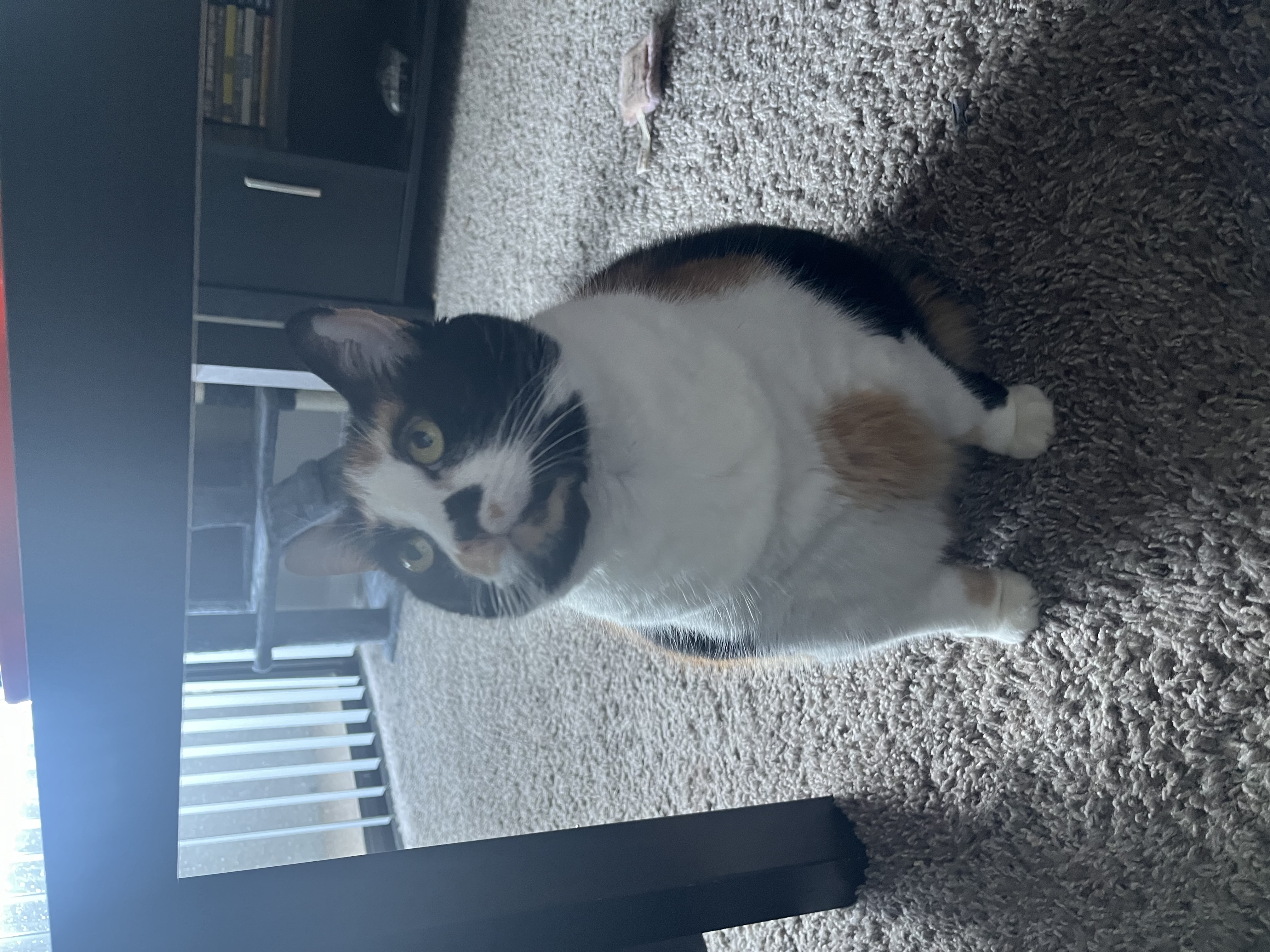 Stella — img 6899 e5f139