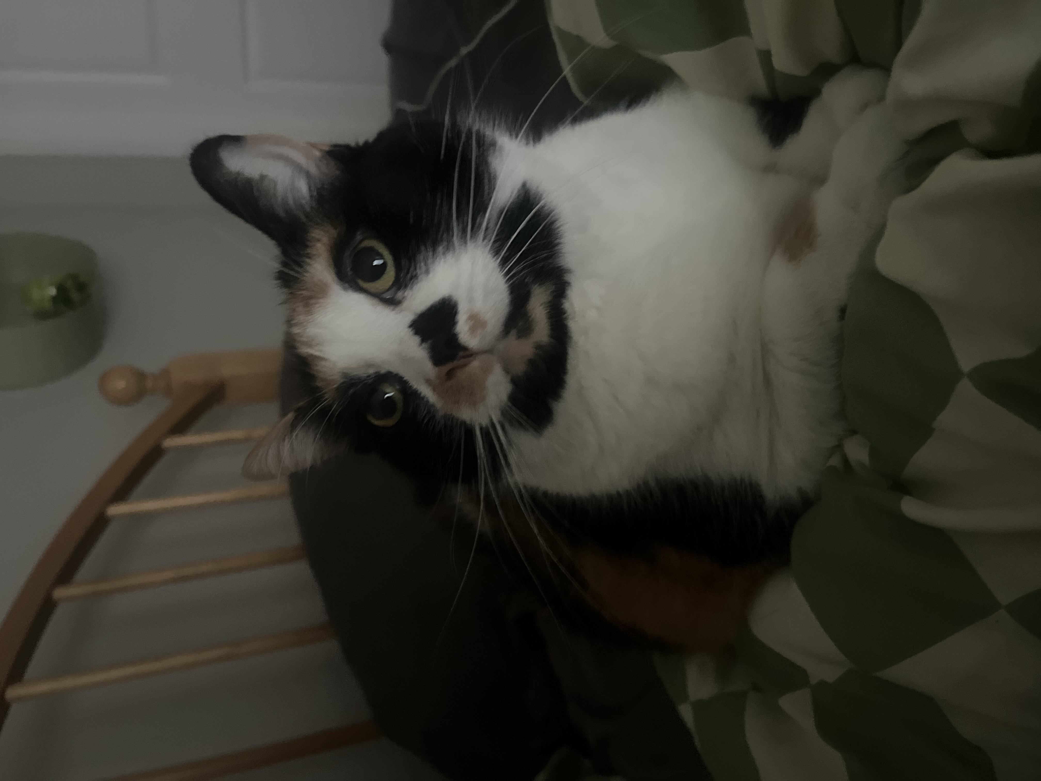 Stella — img 7286 99bd3d