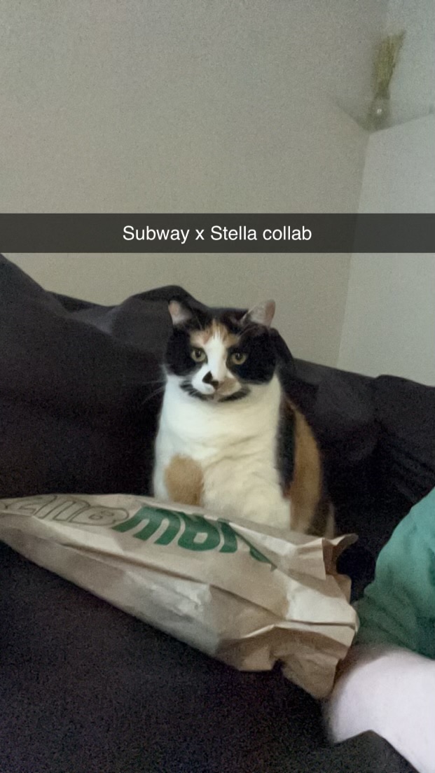 Stella — img 7472 bbbddd