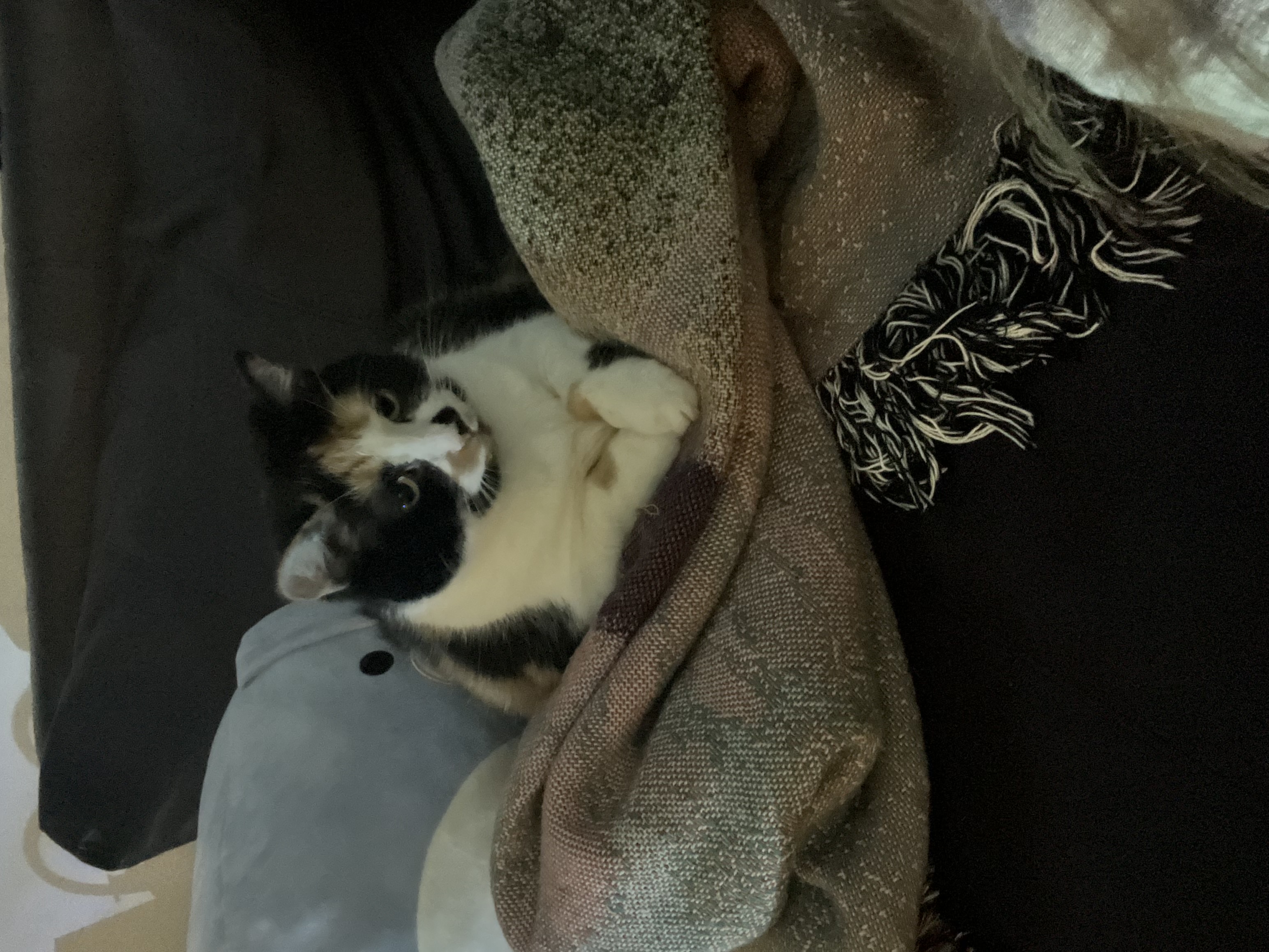 Stella — img 8375 a9a5c8