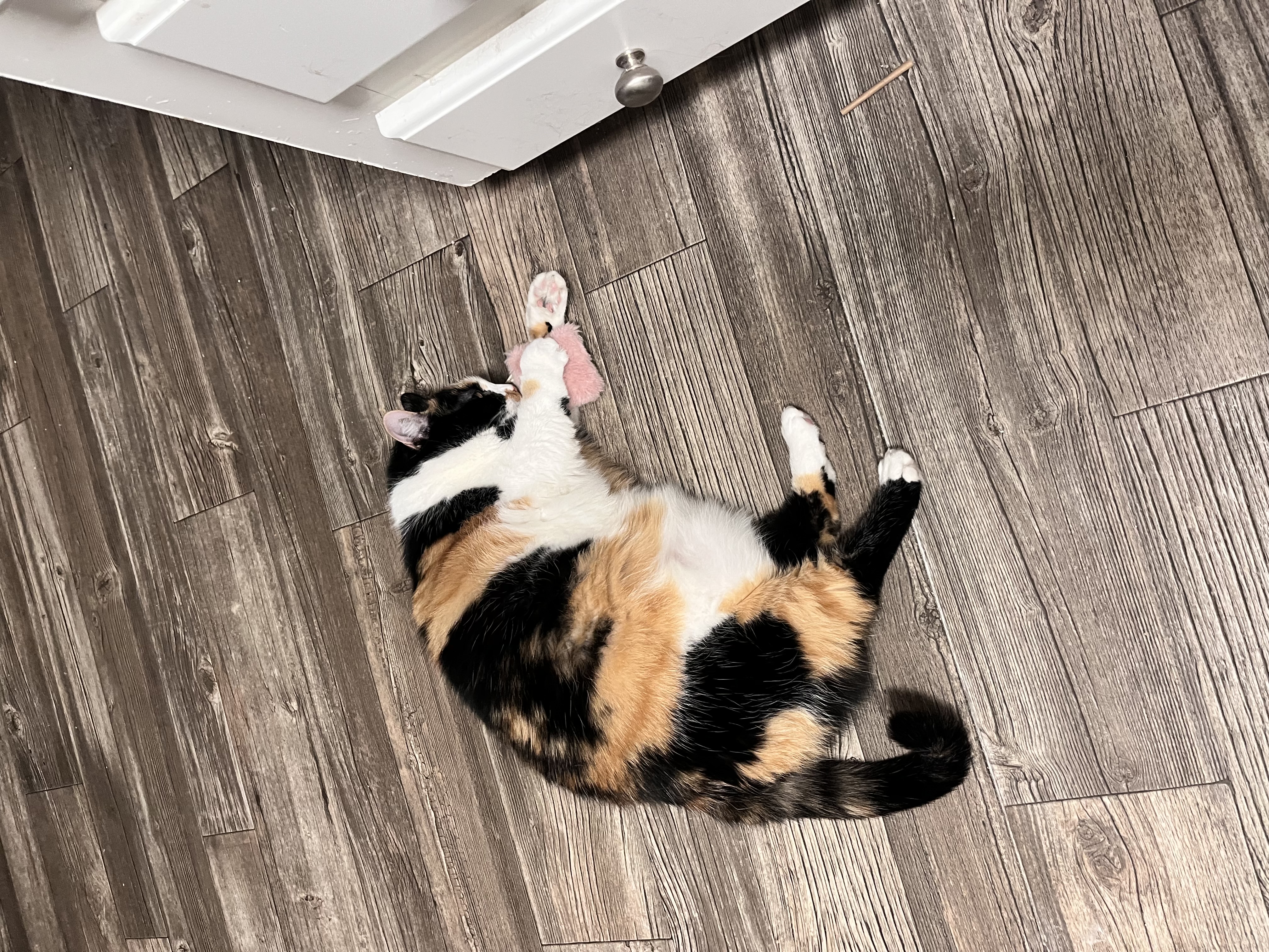 Stella — img 8796 52d55d