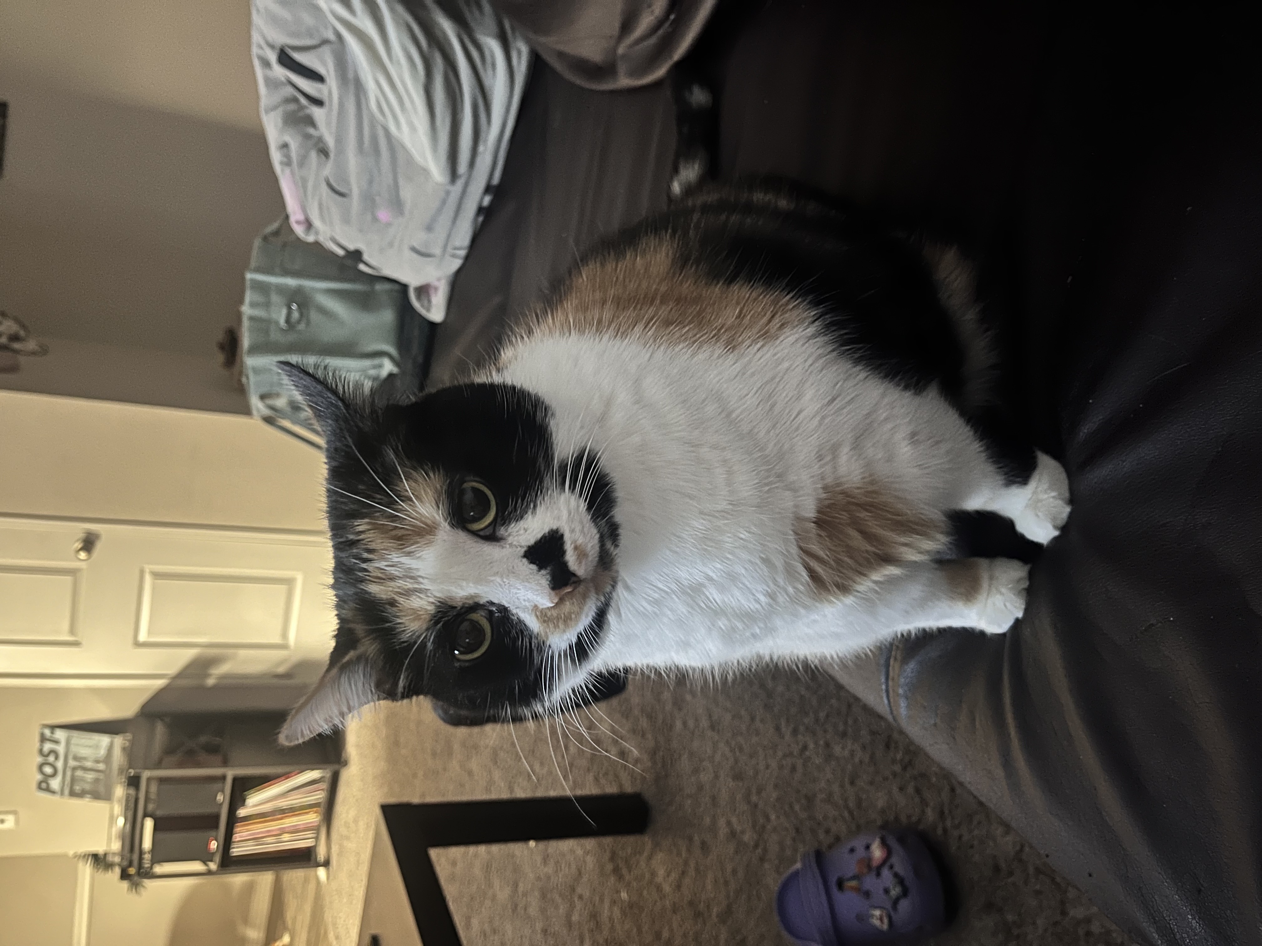 Stella — img 9121 46072f