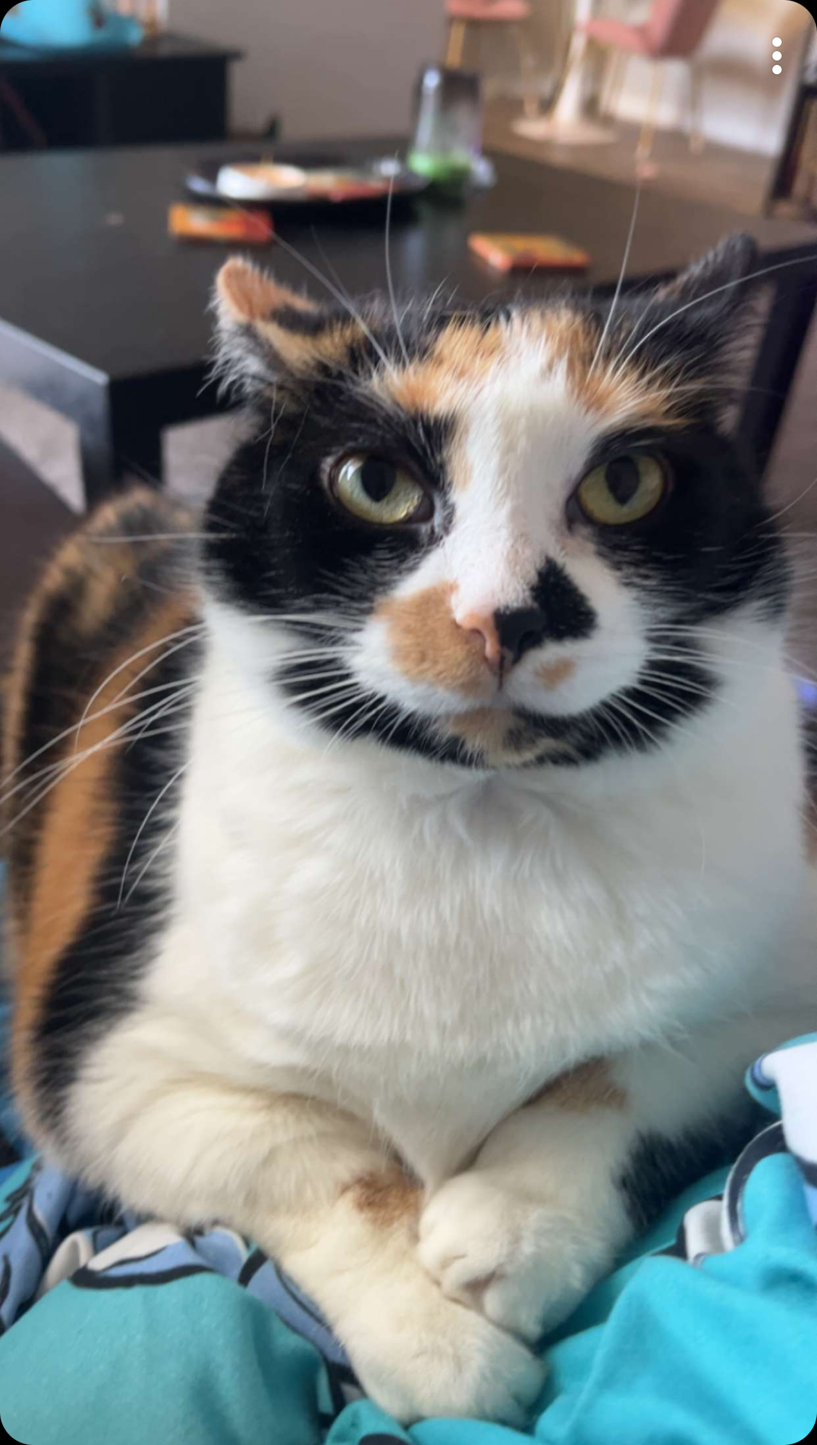 Screenshot 2024 08 24 At 3 39 28 Pm Jpeg 8c0014